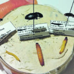 The photo shows the adult (beetle) and larval (wireworm) forms of three of the Prairies’ main pest wireworm species: Hypnoidus bicolor (no common name), left, Selatosomus aeripennis destructor (prairie grain wireworm) and Aeolus mellillus (flat wireworm). The species come in different sizes and colours but are often all found together in the same fields. The prairie grain wireworm is the most voracious, eating up to 10 times more than H. bicolor. However, H. bicolor is more common. The flat wireworm is the most active and can prey on other insects. | Agriculture Canada photo