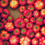Costolutos are an Italian heritage tomato best used for making sauces. | Sarah Galvin photo