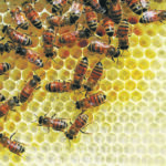 Winter losses were blamed on cold temperatures and spring “dwindle.” | File photo