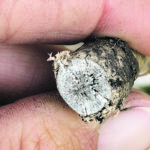 Symptoms of verticillium stripe can be found in an affected canola plant’s root tissue. From the outside the root will look healthy, but once a cross section is cut grey or brown discoloration across the cross section will be visible and micro sclerotia may also be present. | Justine Cornelsen photo