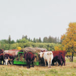 Keeping extra medical supplies on hand has become critical for cattle operations, despite the just-in-time delivery systems that have become commonplace. | Jeannette Greaves photo