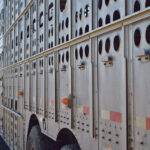 Everybody involved directly or indirectly in shipping livestock shares responsibility for safe and humane movement and handling, says a Canadian Food Inspection Agency veterinarian.
| File photo