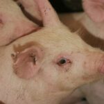 In an open letter released Sept. 11, the chair of the Canadian Pork Council Rick Bergmann spells out the impact an outbreak of the disease would have on the industry. | File photo