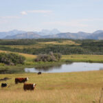 Alberta crop yields are estimated to be seven percent above average and livestock sales in the province might also reach a record high of $6.9 billion, the provincial agriculture department reports. | File photo