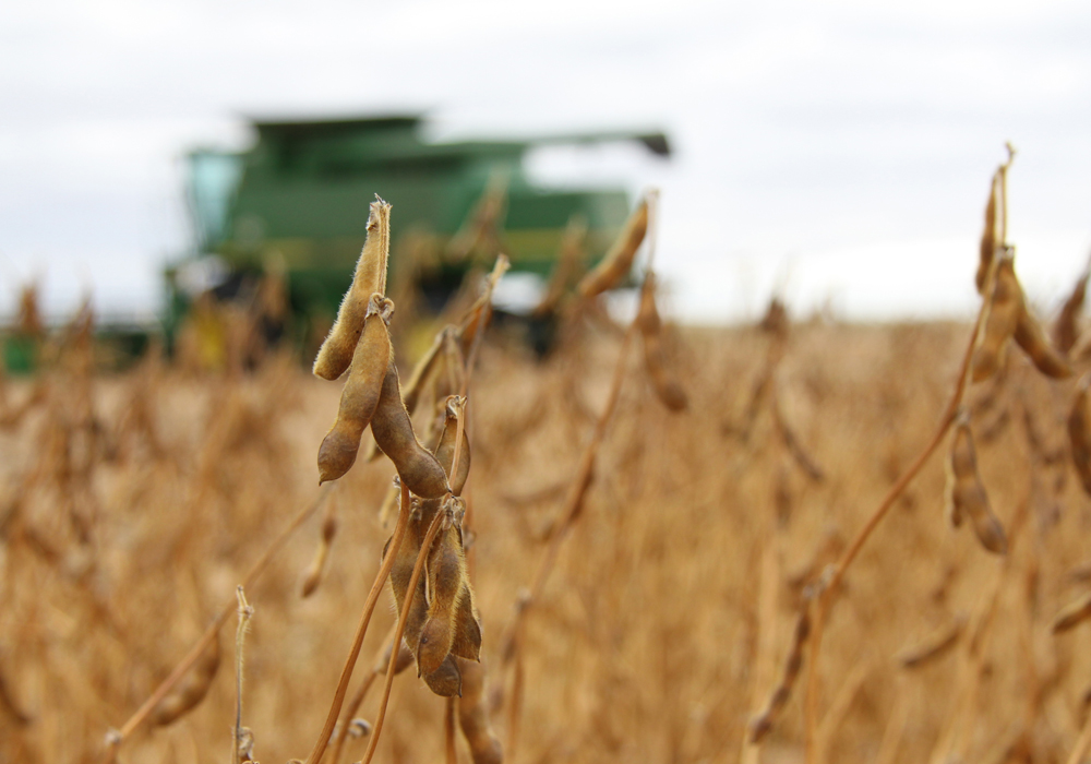 Soybean yields are better than expected in much of the province, with many growers achieving bushel per acre yields in the 40s and 50s. | File photo