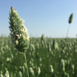 Marlene Boersch, managing partner of Mercantile Consulting Venture, is forecasting tight canary-seed ending stocks in 2020-21. | File photo