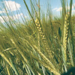 There was little malt barley carry-out heading into the 2020-21 crop, so fingers were crossed that harvest would go well and it has for the most part. | File photo