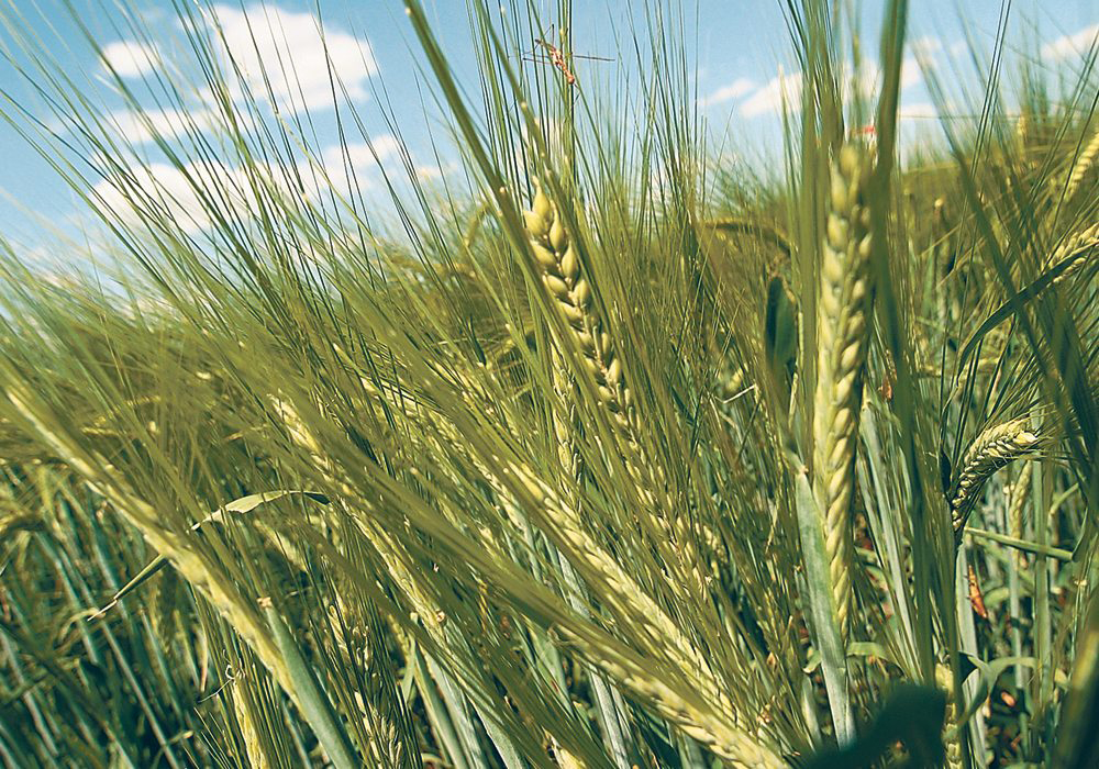 There was little malt barley carry-out heading into the 2020-21 crop, so fingers were crossed that harvest would go well and it has for the most part. | File photo