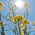 It’s almost impossible to predict summer weather, but given climate change and the frequency of extreme weather events, canola growers may need hybrids that are more tolerant of severe summer heat. | File photo
