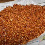 Some key pigeon pea growing states like Karnataka received too much rain, which has trimmed yields by about 10 percent. | File photo