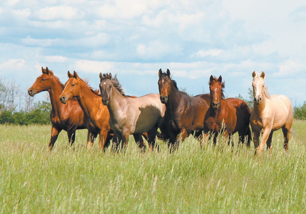Various surveys conducted over the past five years show low use and awareness among horse owners about the Code of Practice for the Care and Handling of Equines, which was developed by the Nation-al Farm Animal Care Council. | File photo