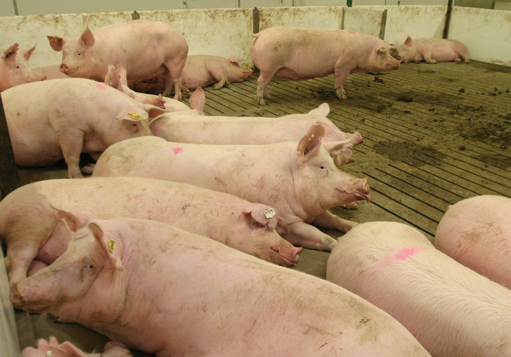 There are many decisions a producer must make when changing a barn to open housing. Someone may have a vision of what the new barn could look like, but unforeseen problems with wiring, structure and ventilation may add cost and time to the reno.  | File photo