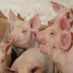 Many hog producers cannot meet the previous deadline due to complexity of converting older barns, cost, financing difficulties, larger space requirements and projected lower productivity during transition, according to data from the code technical panel.
| File photo