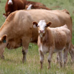 The Beef Cattle Research Council has recently updated the price seasonality data in its calculation tool to give cow-calf producers information needed to make decisions on backgrounding. | File photo