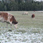 Producers who plan to winter graze their cows are encouraged to take forage samples that provide a more accurate assessment of feed value — what one grazing expert calls an “imitation grab sample.” | File photo