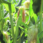 The U.S. Department of Agriculture recently reduced its corn stocks estimate to 50.76 million tonnes, which is 6.5 million tonnes less than last month’s projection. | Reuters/Daniel Acker photo