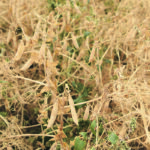 The Canadian Grain Commission has looked into concerns that sample temperatures — particularly in field peas — can influence moisture readings. | File photo