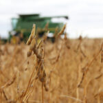 Soybean yields are better than expected in much of the province, with many growers achieving bushel per acre yields in the 40s and 50s.
| File photo