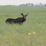 The province hoped to have a limited hunting season for moose this year, in the Duck and Porcupine Mountain regions, but the moose population hasn't recovered sufficiently to withstand it. | File photo