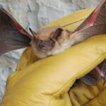 Bats account for the entire number of 2020 rabies cases in B.C. and Alberta, while Saskatchewan has also had one case in a dog and one in a skunk for a total of eight cases this year. | cwf-fcf.org photo