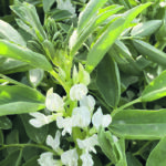 Canadian producers grew an estimated 122,000 tonnes of fababeans this year. The crop’s long-term prospects in the human consumption market look good because of Europe’s decline due to insecticide bans. | File photo