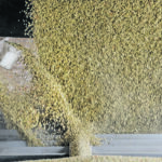 Most of Canada’s green lentil crop is thought to be No. 2 or better quality this year with barely any supply of lower quality product. | File photo