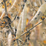 Canada supplied 96 percent of the peas that China bought in the first half of 2020-21. | File photo