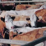Low-stress cattle handing promotes safer work, healthier and more relaxed cattle and greater productivity. | File photo