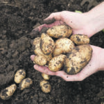 The simple act of digging potatoes in a prairie garden was the perfect illustration of the life lesson, “you get out what you put in.” | Getty Images