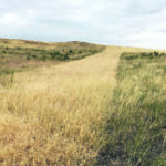 While downy brome is green for a time, to the trained eye it provides only the illusion of quality. This managed area shows how early growth turns quickly into lesser valued feed and chokes out other species. | Bruce Derksen photo