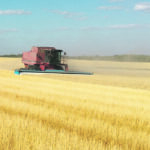 Many farmers have bought stripper headers over the years because they allow the combine to process more grain, but with less abuse on the combine itself. A good example is Ryan Boyds Shelbourne CVS32 on his old 1680, which incidentally, finally quit running this year. | Ryan Boyd/ South Glanton Farms photo