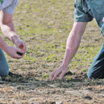 Saskatchewan producers examine a fall rye cover crop that was emerging in the spring. | Robin Booker photo