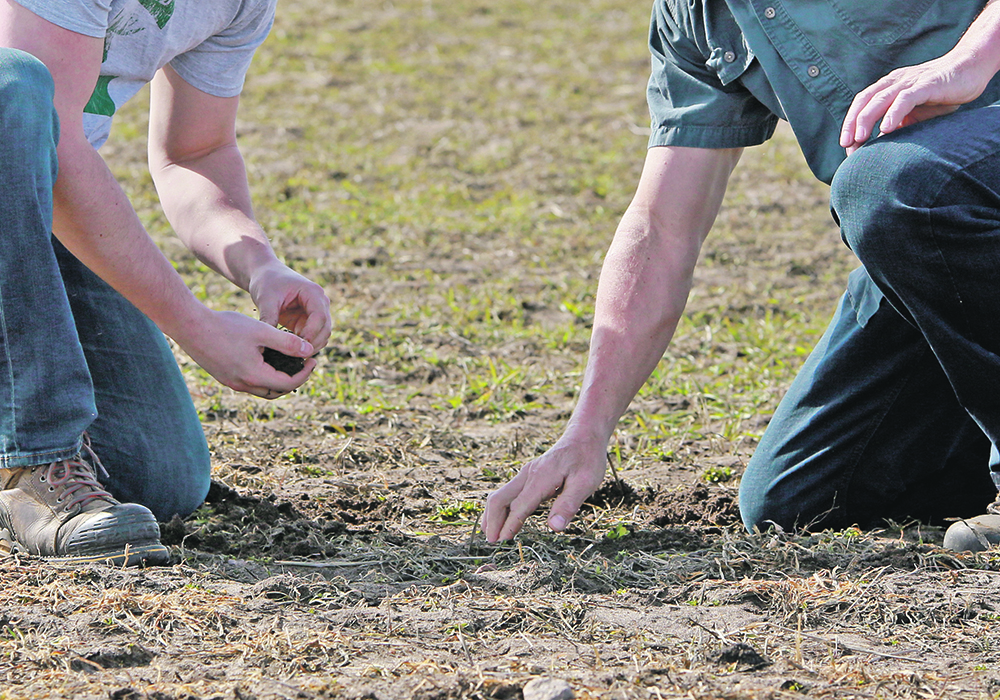 Saskatchewan producers examine a fall rye cover crop that was emerging in the spring.  |  Robin Booker photo
