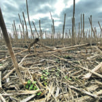 Until producers check out what is left from the year’s efforts, from seed losses to plant population counts, valuable information can be left behind with the harvest. | Michael Raine photo