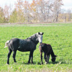 Researchers suspect that Potomac fever found in Alberta horses is caused by a bacteria for which veterinarians aren’t testing. |Jeannette Greaves photo