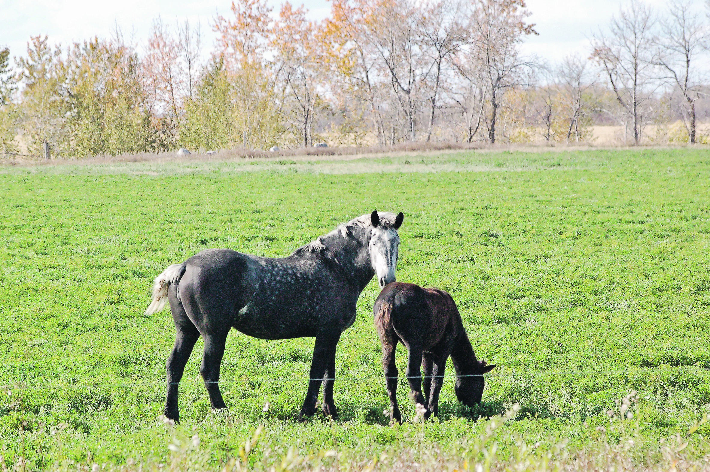Researchers suspect that Potomac fever found in Alberta horses is caused by a bacteria for which veterinarians aren’t testing.  |Jeannette Greaves photo