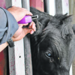 Implants are a way of repartitioning an animal’s hormones, and zero withdrawal regulations make the meat safe to eat. | File photo
