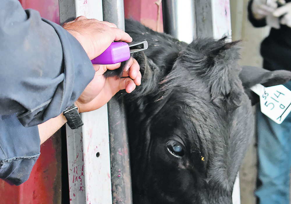 Implants are a way of repartitioning an animal’s hormones, and zero withdrawal regulations make the meat safe to eat.  |  File photo