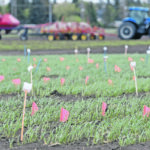 The University of Saskatchewan’s Crop Development Centre has developed more than 500 new crop varieties suited to growing conditions in Western Canada since its establishment in 1971. | William DeKay photo