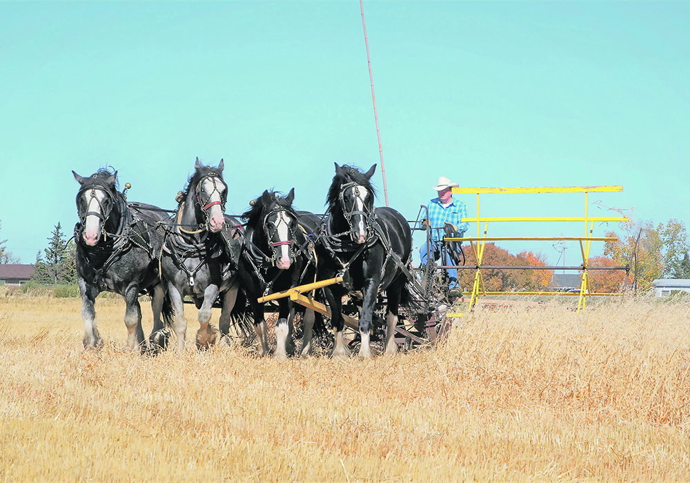 Lionel Story drives Buster, Bert, Bubbles and Banjo. | Paula Larson photo