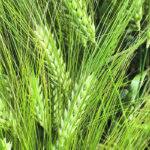 Breeders in Australia have worked to reduce the levels of beta-glucan in barley to three to five percent because it is preferred by the malting and brewing industries, but new genetic solutions that enable breeders to control levels more efficiently would be seen as desirable. | File photo