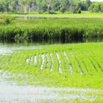 Some crops are able to survive temporary periods of flooding by activating energy pathways that do not rely on air when flood water creates low oxygen conditions. | File photo