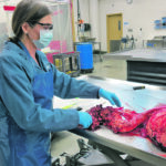 Jennifer Davies, director of the Diagnostic Services Unit at the University of Calgary’s Faculty of Veterinary Medicine, works in the school’s lab. | Doug Ferguson photo