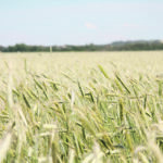 Half of Western Canada’s rye crop is typically sold into the food market, 45 percent is used as feed and five percent goes to the ethanol industry. | File photo