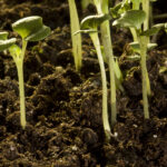 Biostimulants differ from con-ventional synthetic fertilizers in that they are natural products that improve the crop itself rather than applying nutrients to the soil. | File photo
