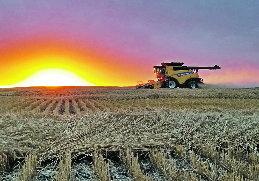 Harvest was underway south of Halkirk, Alta., late last month but has now been completed over much of the Prairies.  |  Corwin Solick photo