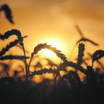 Not all market analysts expect a bull run in wheat’s future. One analyst thinks the crop is destined for a downturn soon, mainly because the U.S. dollar index is poised to go on a long-term bullish trend, making U.S. wheat less attractive in foreign markets. | Reuters/Alexey Malgavko photo