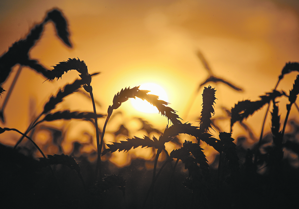 Not all market analysts expect a bull run in wheat’s future. One analyst thinks the crop is destined for a downturn soon, mainly because the U.S. dollar index is poised to go on a long-term bullish trend, making U.S. wheat less attractive in foreign markets.  |   Reuters/Alexey Malgavko photo