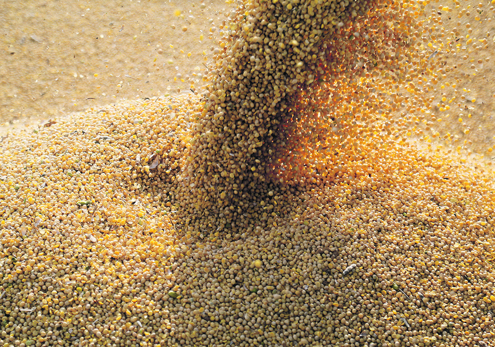 The United States had sold almost 34 million tonnes of new crop soybeans by the end of September compared to the five-year average of about 21 million tonnes.  |  Reuters/Jorge Adorno photo