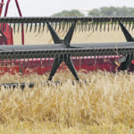 Argentine farmers, such as this one west of Buenos Aires, won’t be allowed to grow the new variety until it is approved by Brazil, which is the country’s main wheat customer. | Reuters/Enrique Marcarian photo
